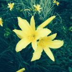 Jimmy and Joe's Pizzeria